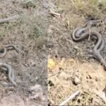 Unique Sight | Snakes | Wildlife Experts | Unusual Behavior