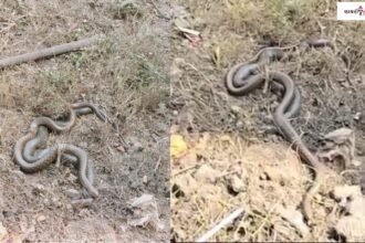 Unique Sight | Snakes | Wildlife Experts | Unusual Behavior