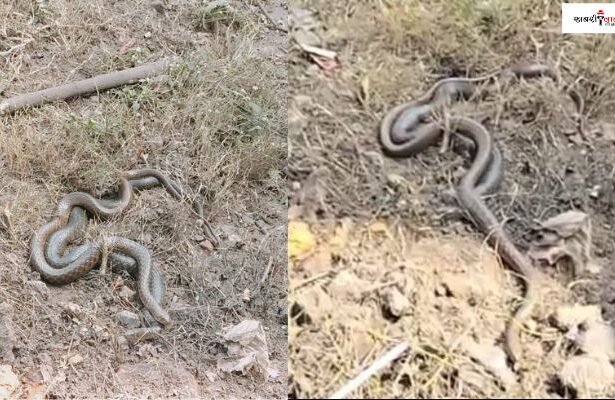 Unique Sight | Snakes | Wildlife Experts | Unusual Behavior