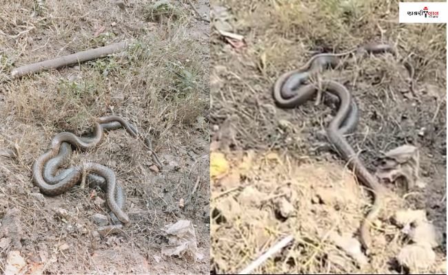 Unique Sight | Snakes | Wildlife Experts | Unusual Behavior