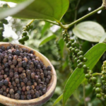 Black Pepper Farming | King of Spices | High Profit Farming