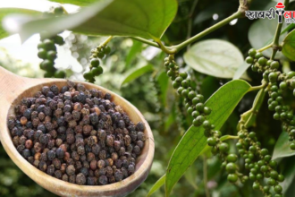 Black Pepper Farming | King of Spices | High Profit Farming