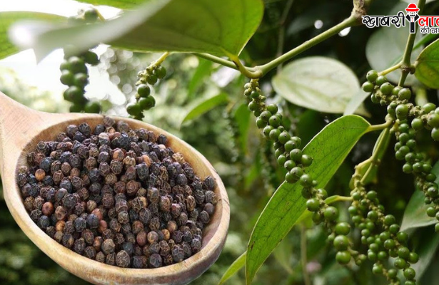 Black Pepper Farming | King of Spices | High Profit Farming