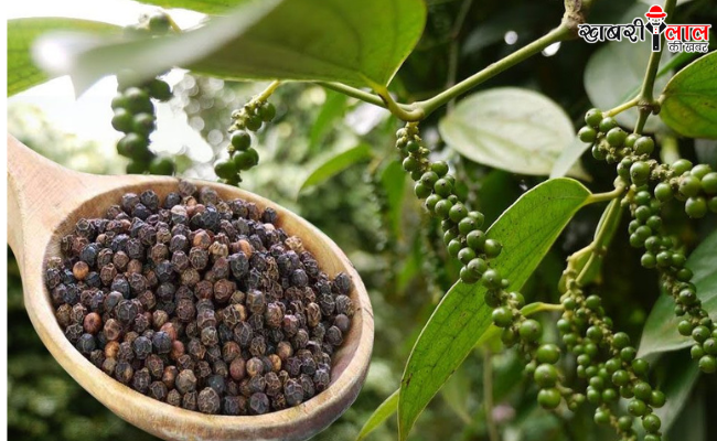 Black Pepper Farming | King of Spices | High Profit Farming