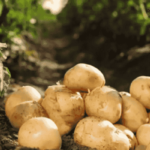 Potato Crop | Diseases in Potato | Fungal Diseases | Bacterial wilt