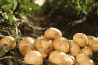 Potato Crop | Diseases in Potato | Fungal Diseases | Bacterial wilt