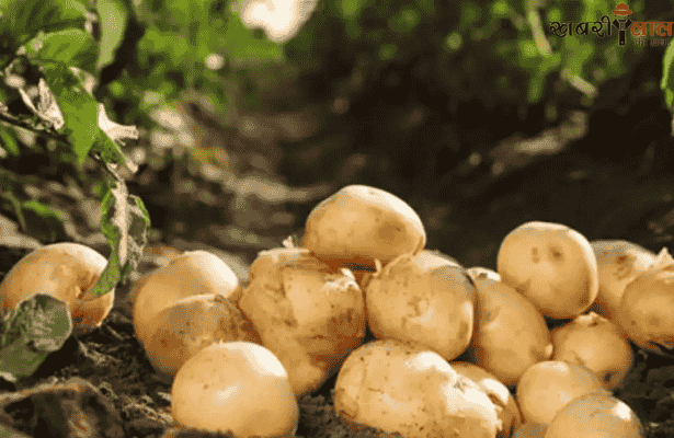 Potato Crop | Diseases in Potato | Fungal Diseases | Bacterial wilt