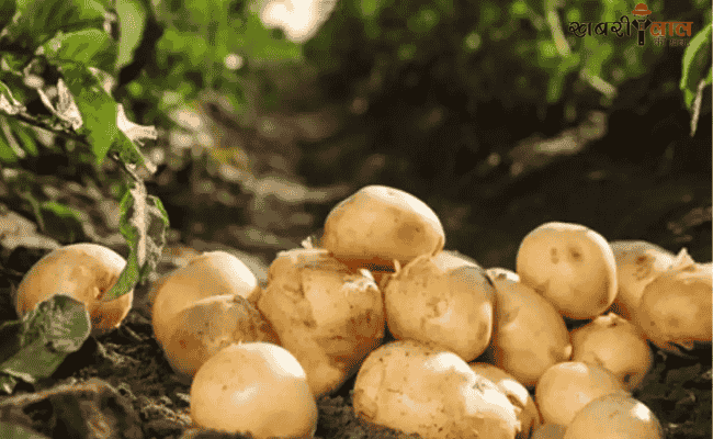 Potato Crop | Diseases in Potato | Fungal Diseases | Bacterial wilt