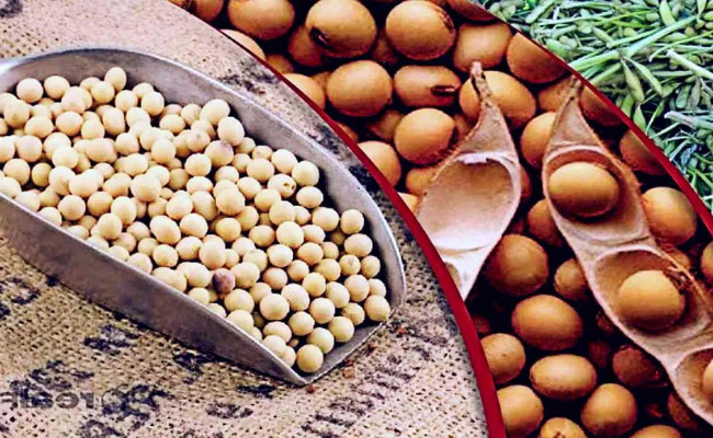 Soybean Processing Unit | Soybean Business | Farmer's Gold