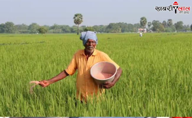 Wheat Yellow Rust Disease | Symptoms | Prevention | Management