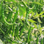 Hybrid Chili Farming | Profitable Farming Technique | ATM Crop