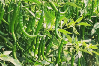 Hybrid Chili Farming | Profitable Farming Technique | ATM Crop