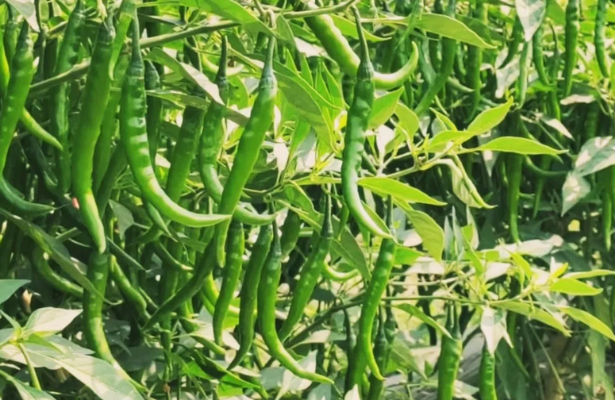 Hybrid Chili Farming | Profitable Farming Technique | ATM Crop