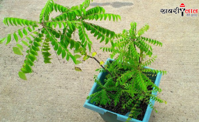 Curry Leaves | Kitchen Garden Ideas | Curry Leaves Plant Tips