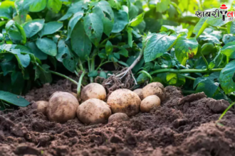 Potato Cultivation | Winter Potato Farming | High Yield Potatoes