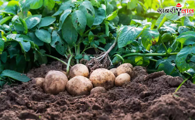 Potato Cultivation | Winter Potato Farming | High Yield Potatoes