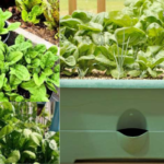 Spinach | Spinach in Pots | Winter Vegetables | Gardening Tips