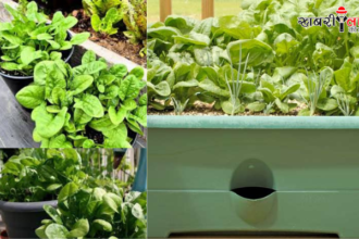 Spinach | Spinach in Pots | Winter Vegetables | Gardening Tips