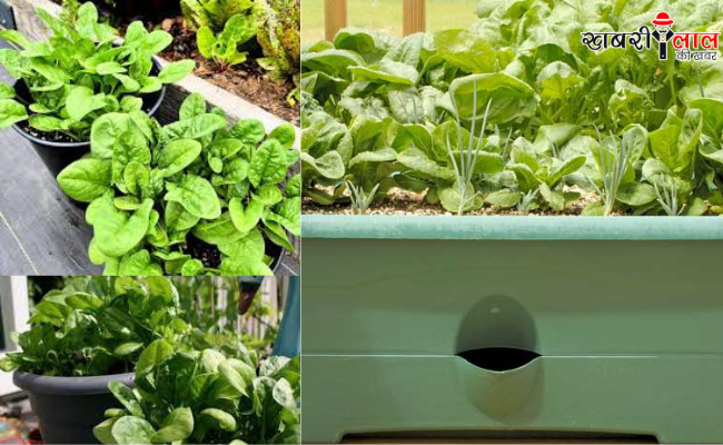 Spinach | Spinach in Pots | Winter Vegetables | Gardening Tips