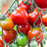 Tomato Farming | Greenhouse | Winter Crop Tips | Vermicompost