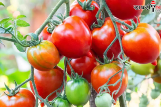 Tomato Farming | Greenhouse | Winter Crop Tips | Vermicompost