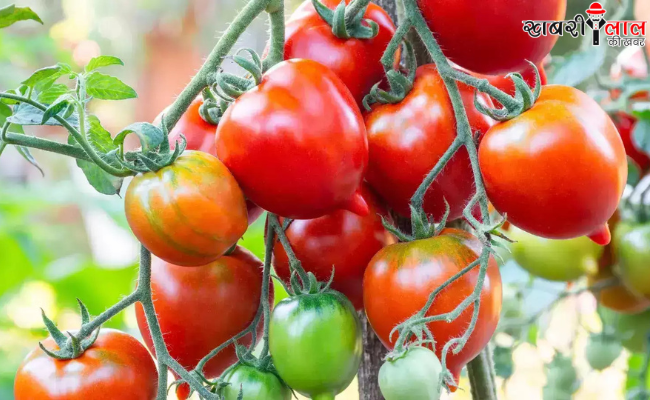 Tomato Farming | Greenhouse | Winter Crop Tips | Vermicompost