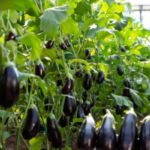 Eggplant Farming | Winter Vegetable Farming | Profitable Crops