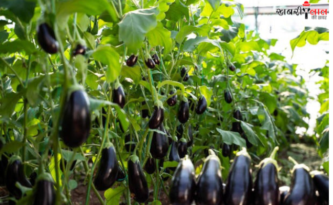 Eggplant Farming | Winter Vegetable Farming | Profitable Crops